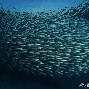 banc de poissons Egypte